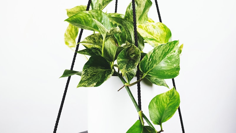 世界杯足球比赛直播主画面 - 球员在绿茵场上激烈拼抢的瞬间